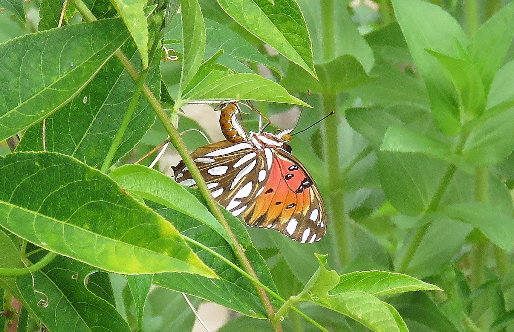 Female Gulf Fritillary Butterfly on Passion Vine laying eggs